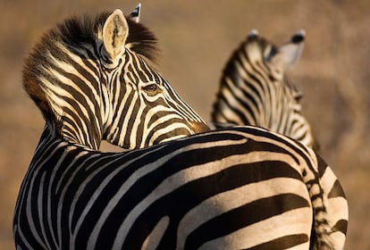 &quot;En la lista de alimentos del le&oacute;n tambi&eacute;n figuran los equinos. En Kruger vive la cebra de Burchell, la mayor de las tres especies de este herb&iacute;voro que se encuentran en Sud&aacute;frica. Poder verlas en libertad es una suerte, pues hace un siglo estuvieron a punto de extinguirse&quot;. 500 mm f4 1/1600 ISO 500