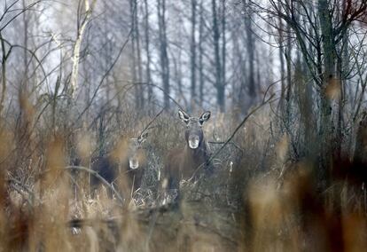 Elks are seen in the 30 km (19 miles) exclusion zone around the Chernobyl nuclear reactor near the abandoned village of Dronki, Belarus, January 28, 2016. What happens to the environment when humans disappear? Thirty years after the Chernobyl nuclear disaster, booming populations of wolf, elk and other wildlife in the vast contaminated zone in Belarus and Ukraine provide a clue. On April 26, 1986, a botched test at the nuclear plant in Ukraine, then a Soviet republic, sent clouds of smouldering radioactive material across large swathes of Europe. Over 100,000 people had to abandon the area permanently, leaving native animals the sole occupants of a cross-border "exclusion zone" roughly the size of Luxembourg. REUTERS/Vasily Fedosenko  SEARCH "WILD CHERNOBYL" FOR THIS STORY. SEARCH "THE WIDER IMAGE" FOR ALL STORIES