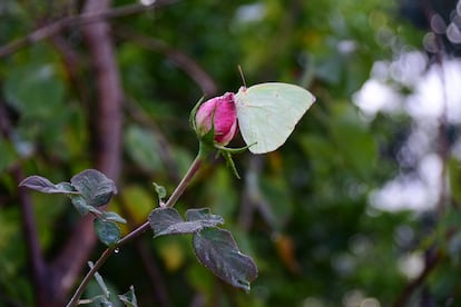 Una mariposa posada sobre una rosa en un jardín. 