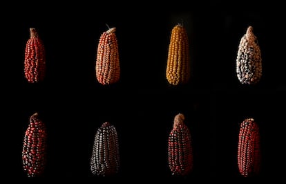 Muestra de variedades de maíz. En la fila superior, de izquierda a derecha: Rojo, Coralillo, Amarillo y maíz de ajo de hojas blancas y granos multicolores. En la fila inferior, Sangre de Cristo, Morado, Pinto rojizo y Rosa.