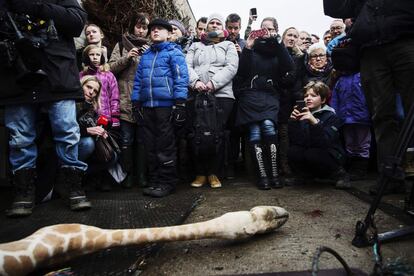 Visitantes del zoo de Copenague asisten al desmembramiento de la jirafa Marius antes de que sus restos sirvieran de alimento a lo leones. Las autoridades decidieron el sacrificio de Marius para controlar la población de jirafas. La decisión ha causado una gran polémica ya que un zoo británico se había ofrecido para acoger al animal.