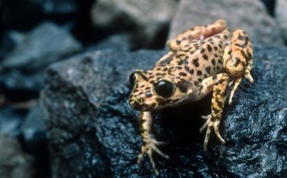 Un grupo de investigadores ha conseguido eliminar un hongo que era devastador para la población de ranas. El hongo Chytrid es muy infeccioso y el responsable de haber acabado con millones de ranas en todo el mundo. Durante cinco años, un equipo de científicos ha sido capaz de eliminar la enfermedad de una serie de ranas de Mallorca. El hongo ha afectado a más de 700 especies en todo el mundo, haciendo que la población disminuya y algunas especies desaparezcan a lo largo de los cinco continentes. El estudio, <i>Successful elimination of a lethal wildlife infectious disease in nature</i> está publicado en la revista científica <i>Biology Letters</i>.