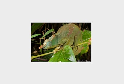 El <i>Kinyongia matschiei</i> o Camaleón gigante de cuernos de cuchilla aparece este año en la Lista Roja como en peligro de extinción. Habita en los bosques templados africanos. La pérdida de su hábitat por la tala de árboles, la presión agrícola y la propagación de especies arbóreas foráneas como el <i>Maesopsis eminii</i>, afecta negativamente a su conservación.