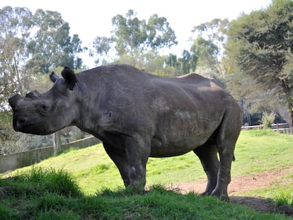 Phila y los cazadores furtivos