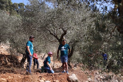 Activistas israeles y palestinos (en la imagen, varios de ellos en el pueblo cisjordano de Battir) denuncian robo de cosechas y aperos, ataque a los campos con quema de olivos, ataques a las propiedades de los agricultores palestinos o bloqueo de los caminos para impedir que accedan a sus campos.