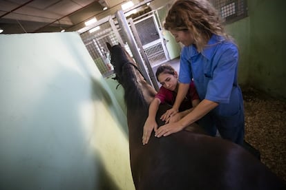 “Para la fisioterapia es muy importante la biomecánica, qué músculos utilizas para cada movimiento y de qué tipo de deporte se trata", cuenta Serres. En la imagen, la veterinaria Luna Gutiérrez aplica una sesión de fisioterapia a un caballo con la ayuda de la alumna María de la Vega.