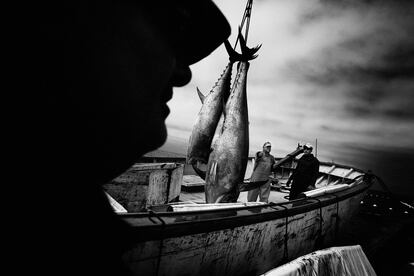 'El atún en el barco de hielo'.
