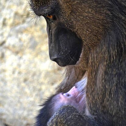 Otra imagen de la cría y su madre.