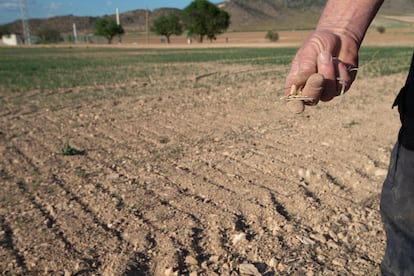 Un agricultor de Murcia muestra la tierra seca de su producción, el pasado jueves.