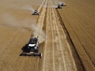 Cosechadoras recogiendo trigo en una plantación de la región de Rostov (Rusia), el 9 de julio de 2024.