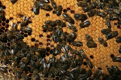 Ocupando el centro de algunos panales pueden encontrarse a veces celdillas con puesta de la que nacerá la próxima generación de abejas de la colmena. La abeja reina, más longeva que las obreras puede ser la madre de varias generaciones de abejas. La función del cuidado de las crías la realizan las abejas nodrizas, una especialización de las abejas obreras. En la imagen también se aprecian algunos zánganos, macho de la especie.