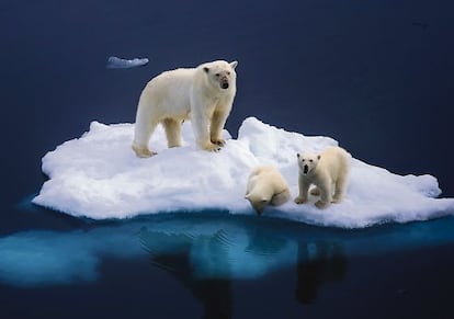 Una osa con dos cachorros en en el Círculo Polar Ártico.