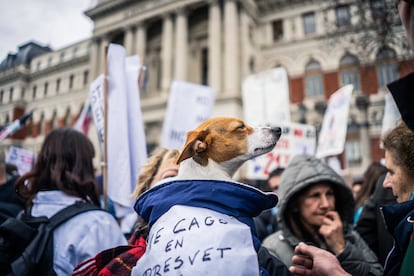 Un perro, durante la protesta de veterinarios en Madrid este miércoles. 