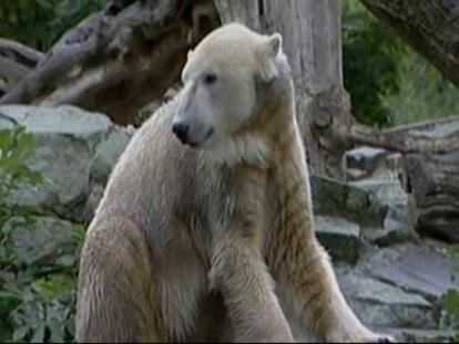 Tristeza en el zoo de Berlín por la muerte del oso Knut