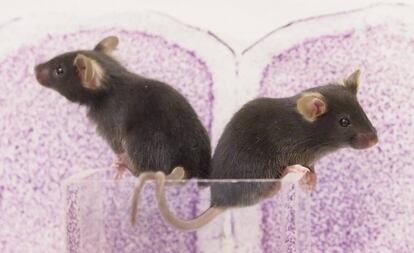 Un peque&ntilde;o grupo de neuronas convierte a los ratones en seres violentos.