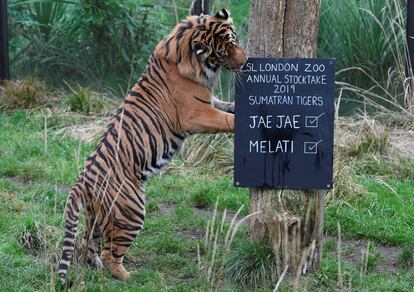 Jae Jae, um espécime de tigre de Sumatra, examina a placa de registro do espécime em seu cercado.