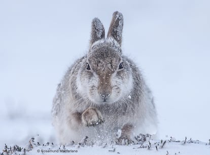 A fotógrafa britânica Rosamund Macfarlane conseguiu essa imagem de uma lebre da montanha na neve, depois de perseguir seus rastros por horas nos Cairngorms, uma cordilheira nas Altas Terras orientais da Escócia.