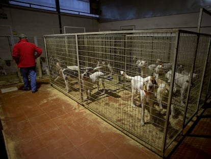 Una rehala de perros de caza en La Carolina (Jaén).