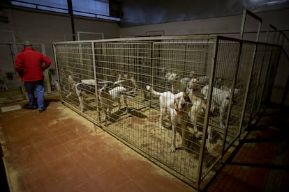Rehala de perros de caza propiedad del veterinario Luis Muoz Lorite