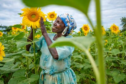 Ketty Okello, de 64 años, cultiva su campo de girasoles, una de sus principales fuentes de ingresos. Uganda, septiembre 2020.