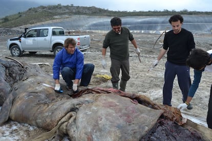 El cachalote fue localizado frente a la costa de Granada en marzo de 2012.