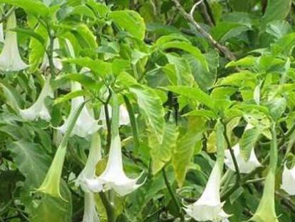 A Datura Stramonium plant, which contains scopolamine, a powerful drug.