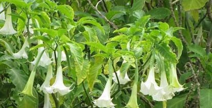 Este es el aspecto de la planta Datura Estramonio, de aspecto ornamental y habitual en jardines.