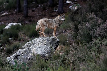 Un ejemplar de lobo ibérico en semilibertad en Puebla de Sanabria (Zamora).