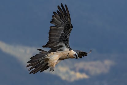 Un quebrantahuesos de la población de los Pirineos.