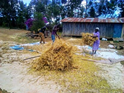 Mary Wanjiru y otros granjeros trillan frijoles.