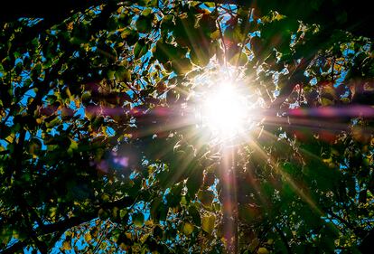 El sol visto a través de las hojas de los árboles en un parque de Hannover (Alemania), el 16 de octubre de 2016.