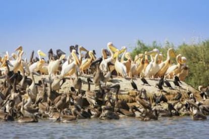 Pelícanos en el parque nacional de Djoudj, al norte de Saint Louis.