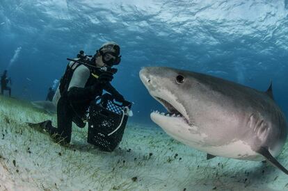 Un buceador con un tiburón tigre.