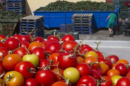 Tomates y pepinos destinados al vertedero por el bloqueo comercial.