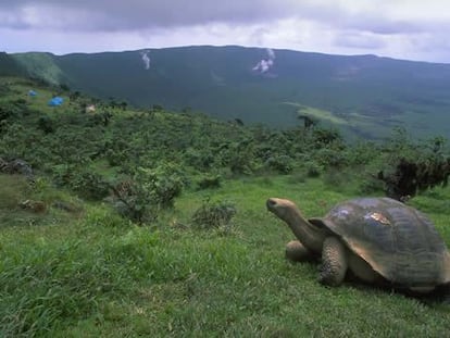 Una tortuga en Islas Galápagos.