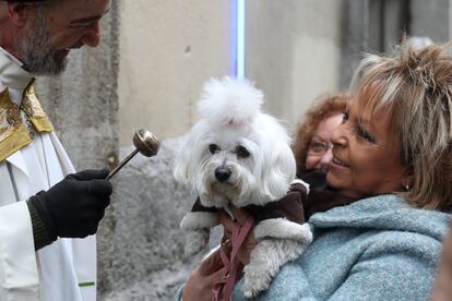 Un sacerdote de la iglesia de San Antón de Madrid bendice a un bichón maltés.