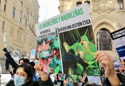 Varias personas con carteles en defensa de las cotorras participan en una manifestación frente al Ayuntamiento de Madrid, a 30 de noviembre de 2021.