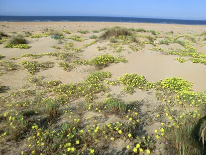 Zona de la Costa de la Luz invadida por la 'Oenothera drummondii'.