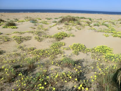 Zona de la Costa de la Luz invadida por la 'Oenothera drummondii'.