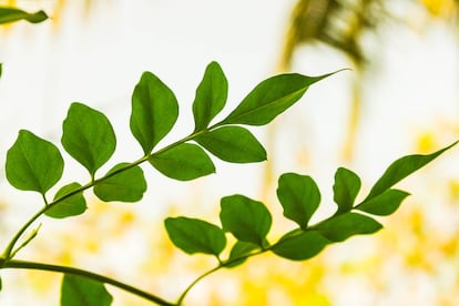 Las hojas compuestas de los jazmines son muy características.