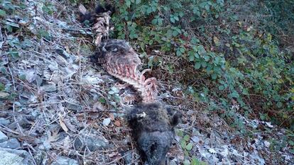 El cadáver del oso pardo que ha aparecido este fin de semana en Cangas.