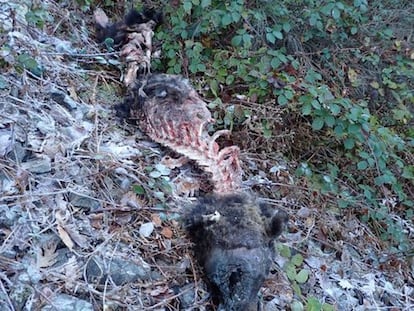 The remains of the animal found on Saturday.