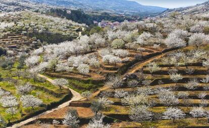 Cerezos en flor en el valle del Jerte (Cáceres).