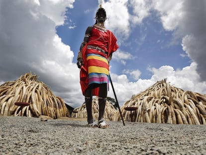 Un Masai posa delante de algunas de las piezas de marfil encautadas en el Parque Nacional de Nairobi, Kenia.