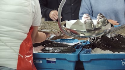 La mayoría de lubinas, doradas, rodaballos o truchas arcoíris del mercado (por encima del 90%, en muchos casos) proceden de la acuicultura.