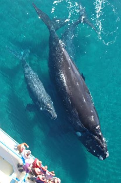 Ballenas francas en Chubut (Argentina).