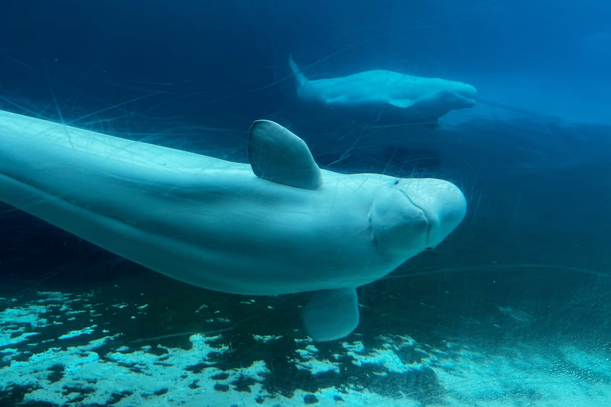 Mass euthanasia or a Chinese theme park: Limbo of 30 belugas and two orcas shows banning the exhibition of cetaceans is not enough