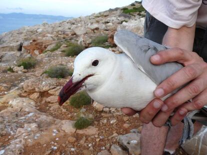Una gaviota de Audouin con un anzuelo en el pico.