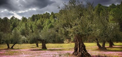 Detalle de un bosque de olivares.