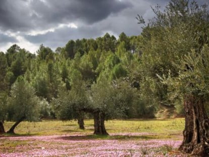 Detalle de un bosque de olivares.